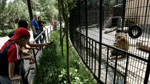 Animalele din Grădina Zoologică Bucureşti, live pe internet
