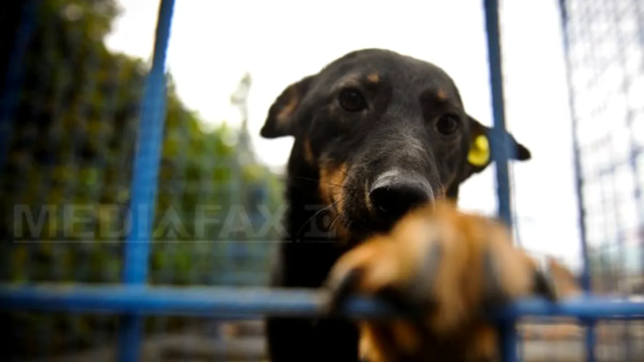 ASPA Bucureşti: numărul câinilor capturaţi a crescut în luna mai