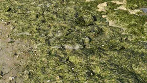 Mii de tone de alge, pe litoralul românesc: Care sunt staţiunile cele mai afectate | FOTO