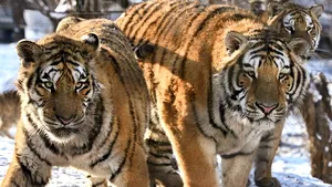 Doi tigri au scăpat dintr-un adăpost, în nordul Olandei