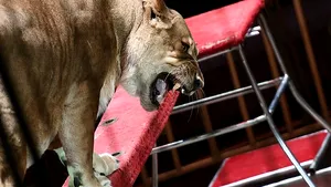 VIDEO Un leu şi-a atacat dresorul, în timpul unui spectacol, la un circ din Franţa. Spectatorii, îngroziţi