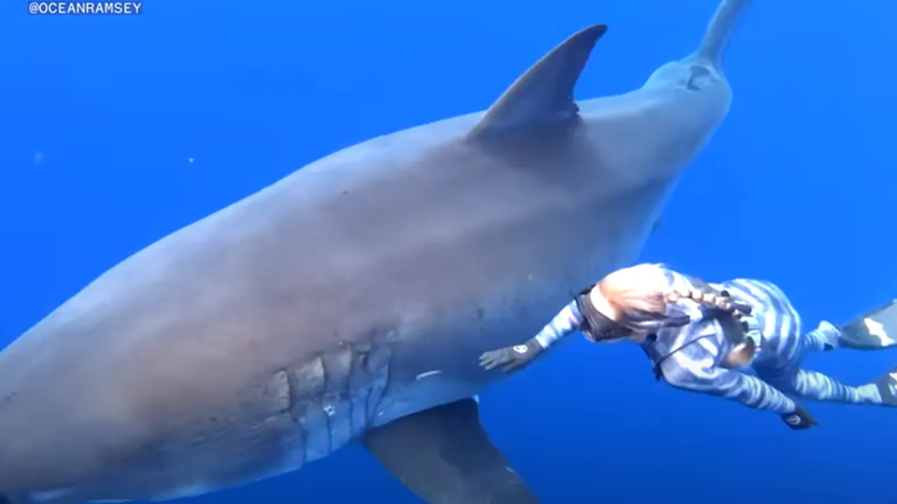 VIDEO | Întâlnire fascinantă între om şi rechin.  Ecologista Ocean Ramsey a făcut o comparaţie uluitoare