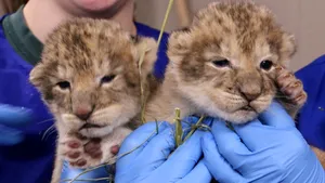 Împuşcarea mortală a unui leu scăpat de la o grădină zoo a creat consternare în Belgia