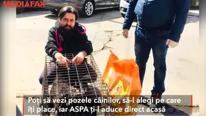 „Home delivery” de la ASPA. Adoptă bucurie, adoptă online un câine!