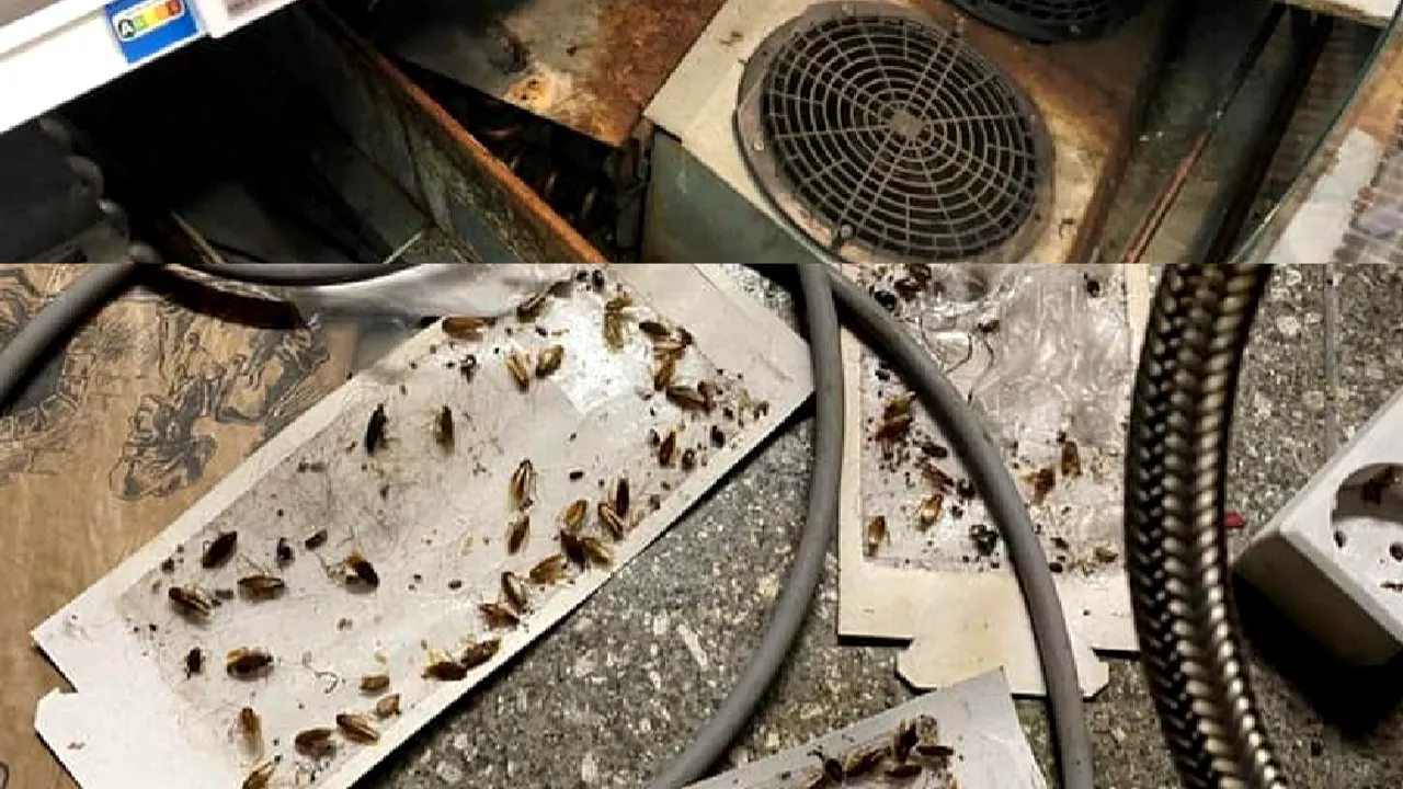 Gândaci, rugină şi produse expirate. Inspectorii ANPC vor să închidă temporar patru magazine din Capitală dintr-un lanţ cunoscut