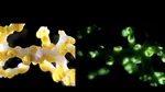 Primul coral bioluminiscent a fost descoperit într-o peșteră de mare adâncime