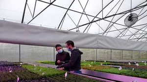 Legumicultura, între pasiune şi faliment. Aproximativ 20% dintre producătorii de legume proaspete au părăsit piaţa în 2020