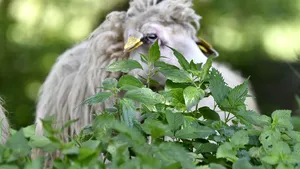 Un nou produs tradiţional a fost înregistrat oficial: Tocanul de oaie, preparat la o stână de pe Transalpina 