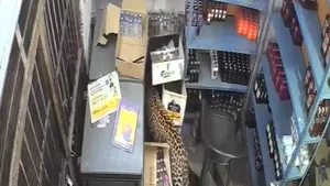 Scene rare și șocante. Un leopard a intrat într-un magazin și a atacat violent personalul