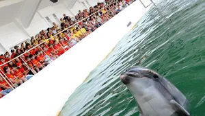 Trei delfini din China, la Delfinariul din Constanţa