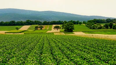 AGRICULTURĂ Nu doar războiul ar putea provoca o criză alimentară mondială. Un fenomen rar se conturează, experții sunt îngrijorați