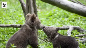 Singurul orfelinat pentru puii de urs din Europa, în Harghita, Motivul pentru care animalele sunt hrănite cu drona - FOTO