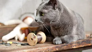 ”De ce dărâmă pisicile obiecte?”. Un medic veterinar oferă explicaţia