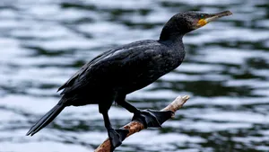Imagini care au stârnit indignare: un bărbat din Sulina, anchetat după ce a chinuit un cormoran
