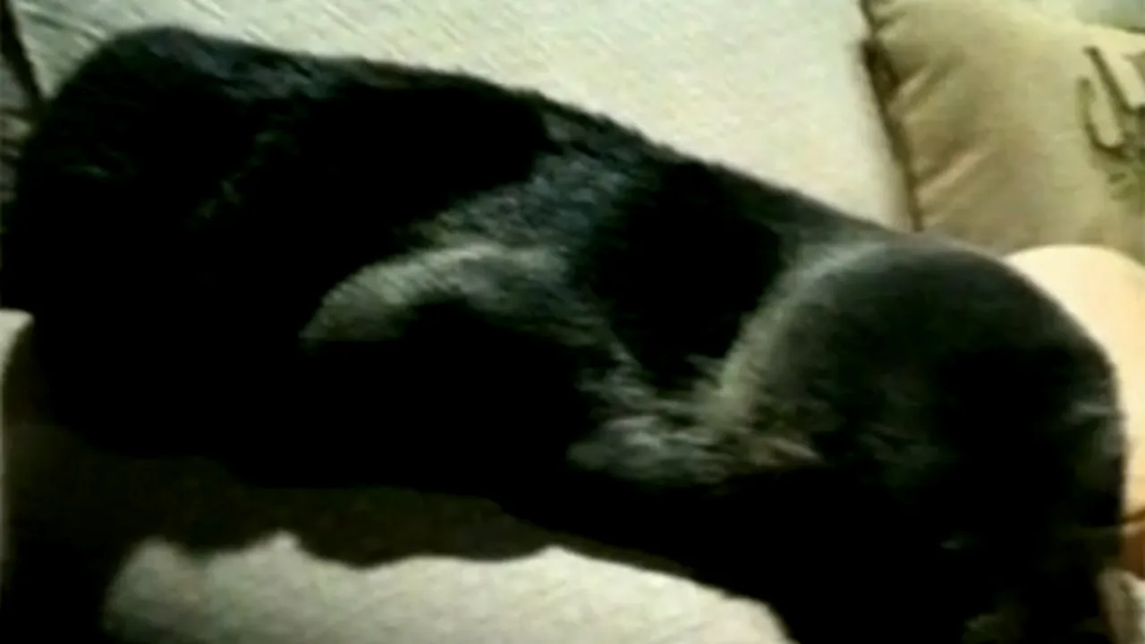 Foca de pe canapea. Cum a ajuns animalul în sufrageria unei case şi care a fost reacţia proprietarei - VIDEO