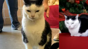 Cea mai rea pisică din lume a fost pusă spre adopţie. De ce a fost numită felina o „afurisită