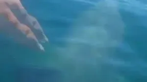 Un nou sport extrem? Un pescar a înotat pe spatele unui rechin - VIDEO