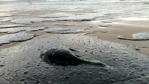 Dezastrul din Marea Negră. Decese ale delfinilor şi păsărilor de mare. Ruşii au scos  86 000 de tone de nisip şi pământ contaminat după scurgeri de petrol 