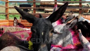 Rusia va avea echipe de salvare dotate cu reni, cămile şi măgari