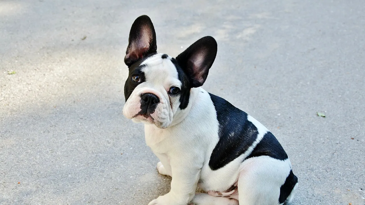 INEDIT: Se deschide o cafenea dedicată iubitorilor de căţei din rasa French Bulldog