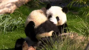 VIDEO. Cum se distrează panda Pit cu mama sa, Meng Meng, la Zoo Berlin. Clipul a devenit viral
