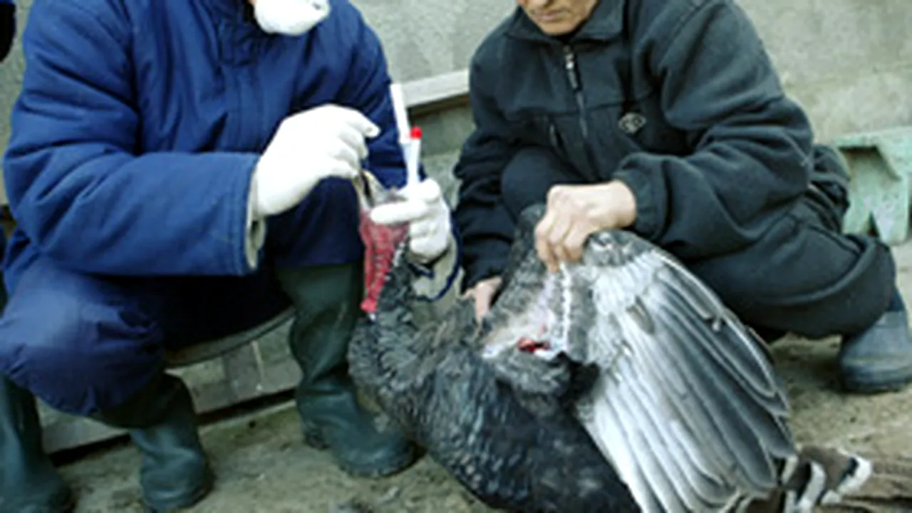 Măsuri pentru eradicarea focarului de gripă aviară din judeţul Tulcea