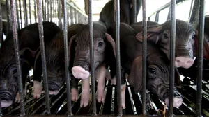 Raport ONU: Lumea tratează simptomele pandemiei, nu cauzele/ „Ne putem aştepta să vedem un flux constant de boli trecând de la animale la oameni în anii următori”