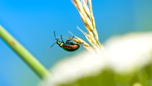 „Invadatorul perfect”, care poate provoca epidemii, se răspândește în întreaga lume. Pierderile se ridică la miliarde