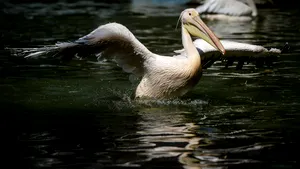VIDEO Sute de pelicani au poposit pe un lac din Galaţi, în drumul lor către Africa. Imagini spectaculoase