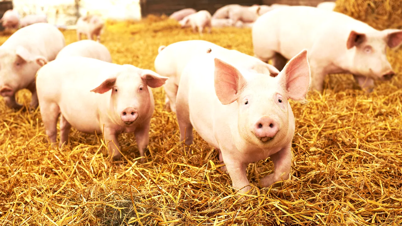 Ministerul Agriculturii anunţă că sprijinul pentru zootehnişti va fi de 162 de milioane de euro