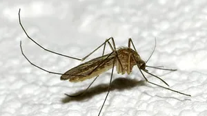 Insectele, potenţiale arme ale terorismului ecologic