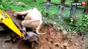 VIDEO Elefant blocat într-o groapă de noroi, salvat cu excavatorul 