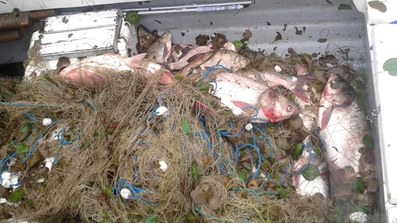 Pescador turcesc, care braconase aproximativ 800 kg de calcan, prins de poliţiştii de frontieră - VIDEO