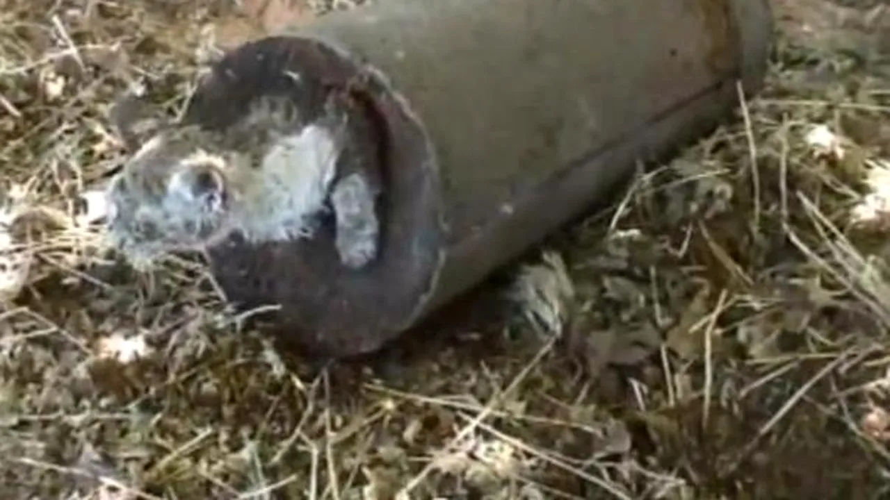 Cum a fost salvată o pisică ce fusese îngropată de vie în ciment - VIDEO