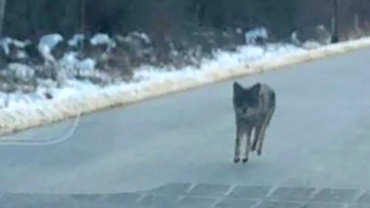 Gestul extrem făcut de un bărbat, după ce copilul său a fost muşcat de un coiot. Locuitorii din zonă erau terorizaţi de animal