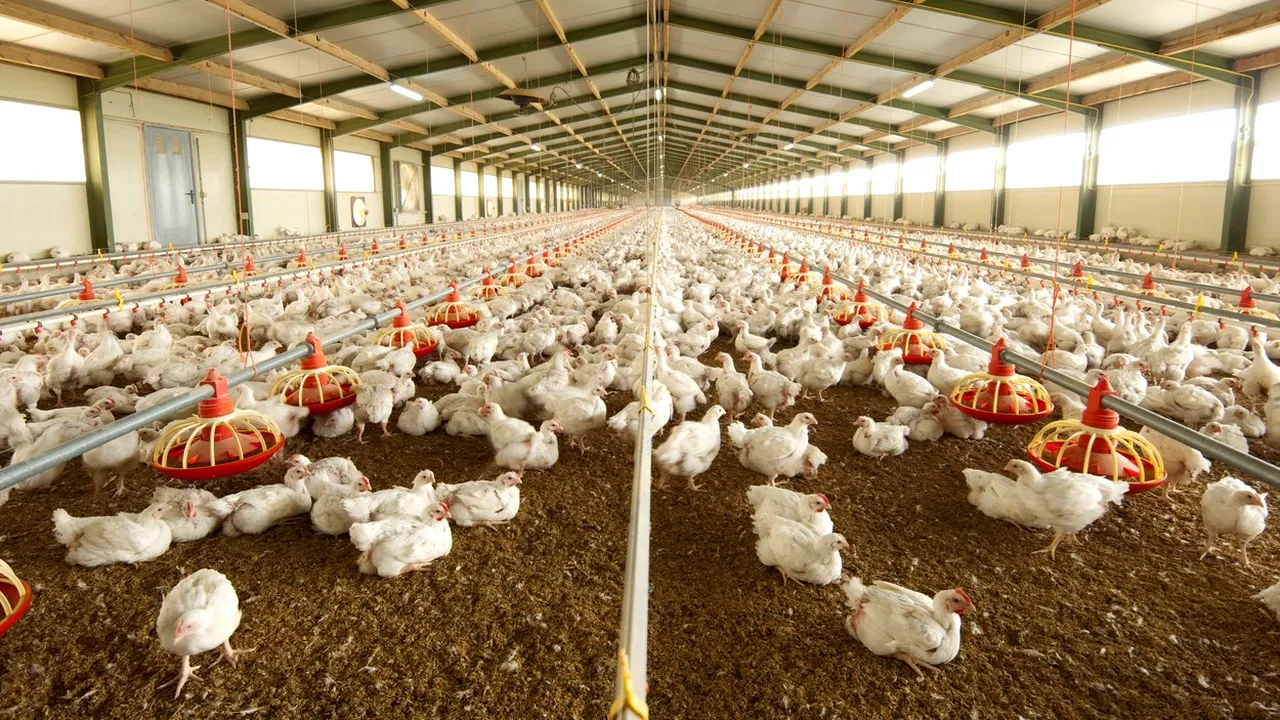 ANPC anunţă că va face controale la toţi producătorii de carne de pui