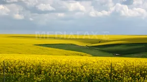 România ar putea să devină principalul producător de rapiţă de la Marea Neagră