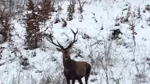 Imagini rare cu patru cerbi curioşi, surprinse într-o pădure din Caraş-Severin - VIDEO