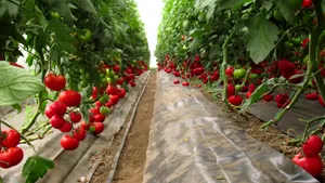 Tehnologia rămasă în urmă cu 10 ani în agricultură ne trage în jos 