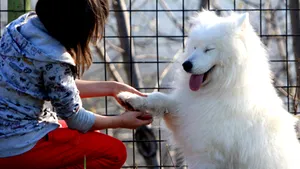Sterilizarea animalelor cu stăpân şi aplicarea de microcipuri nu sunt obligatorii