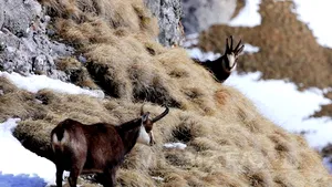 Un fost ofiţer SRI a fost prins la vânătoare de capre negre