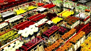 Alte şase transporturi de flori din Olanda, blocate în vămile arădene Nădlac şi Vărşand