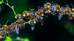 Numărul speciilor de albine sălbatice pe cale de dispariție în Europa s-a dublat în ultimii 10 ani