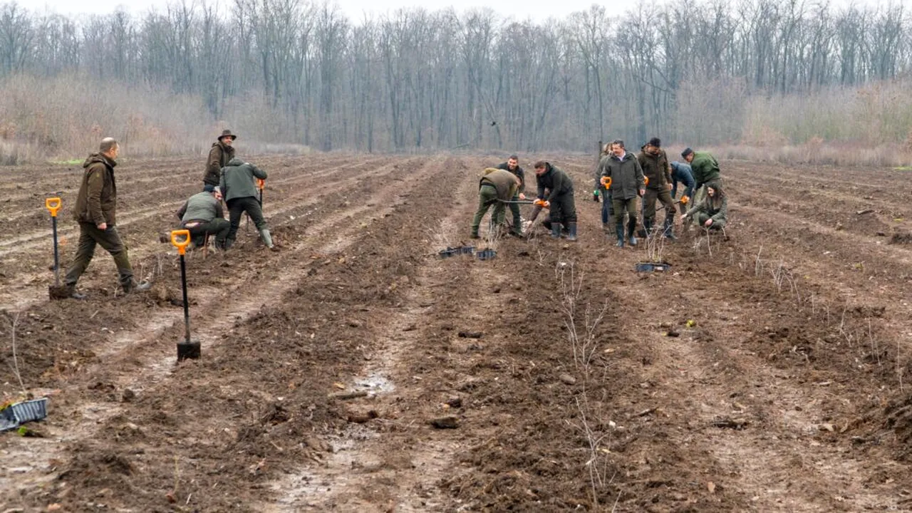 Romsilva anunță că va planta 2,8 milioane de puieți în campania de toamnă