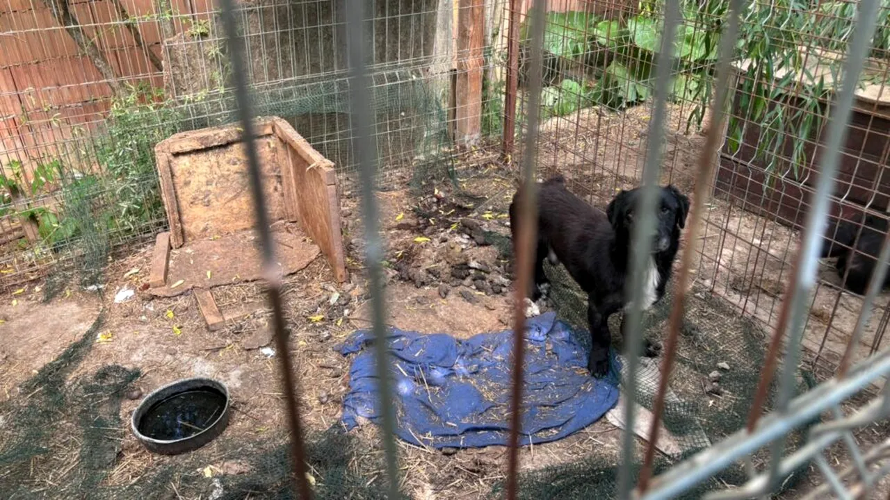 Zeci de animale de companie, ținute în condiții improprii într-un adăpost improvizat din Timiș