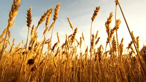 Cioloş: Preţul de intervenţie nu trebuie să joace un rol de substitut al pieţei cerealelor