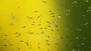 Virusul West Nile a provocat moartea a 17 persoane în Texas. Dallas a declanşat starea de urgenţă sanitară