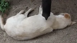 IMAGINI AMUZANTE: Cum încearcă un pui de elefant să trezească un câine - VIDEO