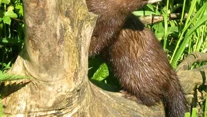 Vrei să câştigi între 75 şi 100 de euro pe zi? O firmă daneză caută muncitori necalificaţi pentru a jupui nurci