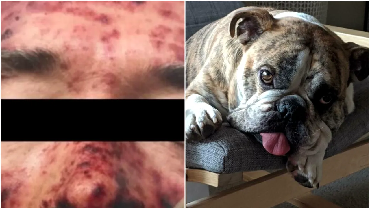 Sfârşit tragic. Un bărbat a murit în chinuri după ce a fost lins de câinele său. Infecţia rară descoperită de medici
